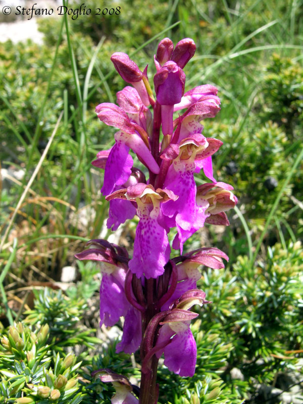 Orchis spitzelii e altro dai Simbruini